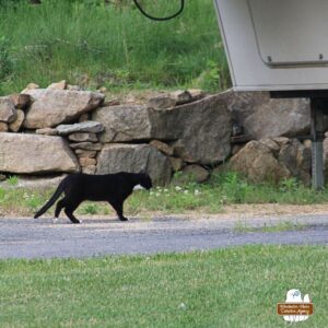 stray tuxedo cat Savile in parking area ready to go under camping trailer (mobile command unit)