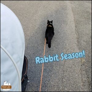 the top of Oliver's stroller on the driveway next to black cat Gus who is stalking low to the ground. text: "Rabbit season"