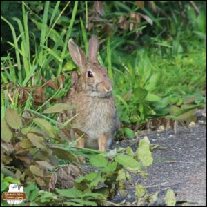 growing bunny rabbit with medium brown patchy and variegated fur eating a long blade of grass sticking out of her mouth; 2 R ear notches, "Frankenstein" stitch pattern around snout.