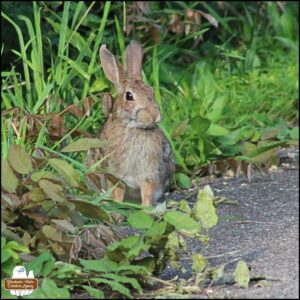 growing bunny rabbit with medium brown patchy and variegated fur eating a long blade of grass sticking out of her mouth; 2 R ear notches, "Frankenstein" stitch pattern around snout.