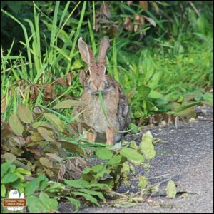 looking directly at the camera, the growing bunny rabbit with medium brown patchy and variegated fur eating a long blade of grass sticking out of her mouth; 2 R ear notches, "Frankenstein" stitch pattern around snout.