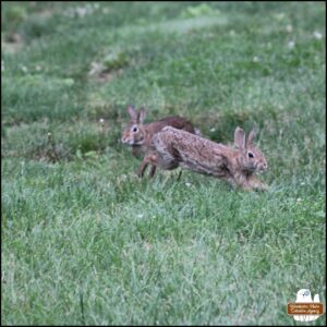 snapshot of a scene where the lighter colored bunny was in front of the darker bunny rabbit as they stuck close to each other hopping around almost like a zig-zag style in the grass to avoid their "predator," Gus.