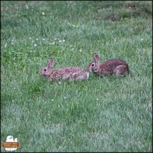 snapshot of a scene where the lighter colored bunny was in front of the darker bunny rabbit as they stuck close to each other hopping around almost like a zig-zag style in the grass to avoid their "predator," Gus.