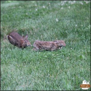snapshot of a scene where the lighter colored bunny was in front of the darker bunny rabbit as they stuck close to each other hopping around almost like a zig-zag style in the grass to avoid their "predator," Gus.