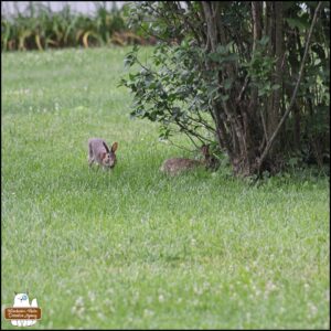 two bunny rabbits approach the lilac bush