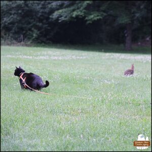 Gus in the foreground staring in a different direction at the darker bunny with lighter bunny rabbit in the background.