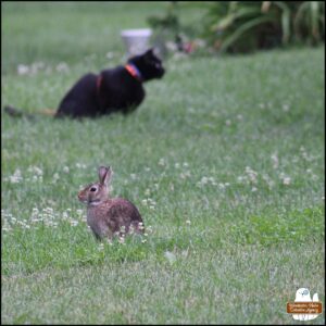 Lighter bunny rabbit in the foreground with black cat Gus in the background staring in a different direction at the darker bunny.
