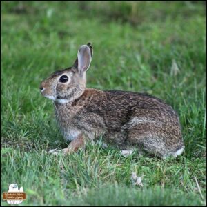 side view of the young bunny rabbit with darker black tips on his fur, a dark jawline, medium size right ear notch; he's sitting low in the grass on high alert.
