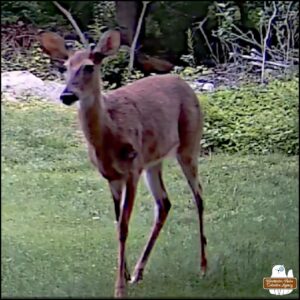 Showing Hanuel the devil-deer screen capture from the video. The devil-deer has short antlers and has something sticking out of its left shoulder.