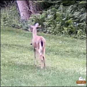 Showing Hanuel the devil-deer facing away, a screen capture from the video. The devil-deer has short antlers and has something sticking out of its left shoulder.