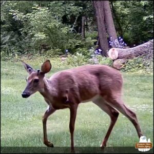 Showing Hanuel the devil-deer screen capture from the video. The devil-deer has short antlers and has something sticking out of its left shoulder.