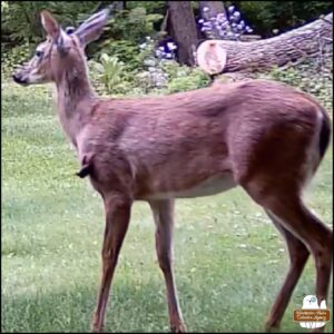 Showing Hanuel the devil-deer screen capture from the video. The devil-deer has short antlers and has something sticking out of its left shoulder.
