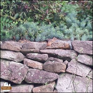 chipmunk climbing to the top of the rock wall, 2018, Cheeks Moretti