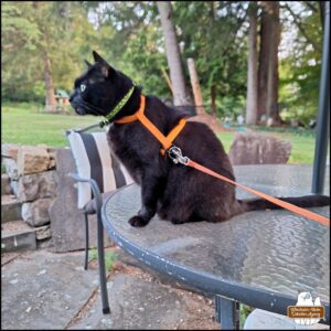 black cat Gus facing sideways from the camera as he sits on an outside patio table.