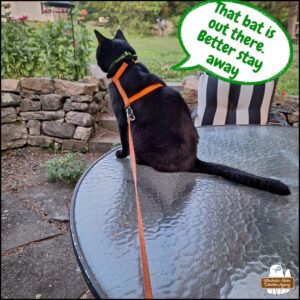 black cat Gus facing away from the camera as he sits on an outside patio table. "That bat is out there. Better stay away," he says after the bat he caught indoors was released safely.