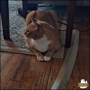 As the bat was being taken outside in a box, cat detective Oliver Winchester (orange tabby with white tuxedo) kept post in one of his regular spots which is under a small table in the living room.