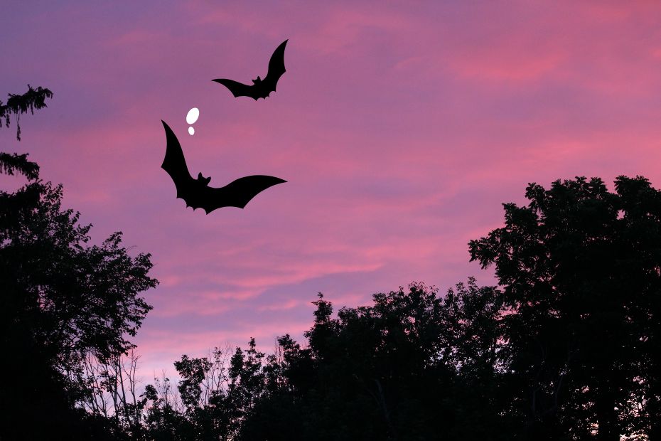 photo of a beautiful pink cloud sunrise with silhouettes of the treetops by Amber; clip art of bat shapes from Canva.