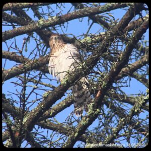 Cooper's Hawk looking down at the camera in a tree against a blue sky.