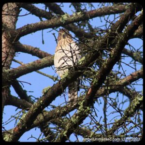 Cooper's Hawk looking down at the camera in a tree against a blue sky.