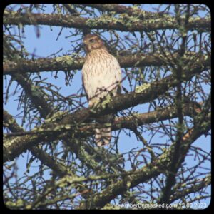 Cooper's Hawk in a tree against a blue sky.