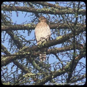 Cooper's Hawk in a tree against a blue sky.