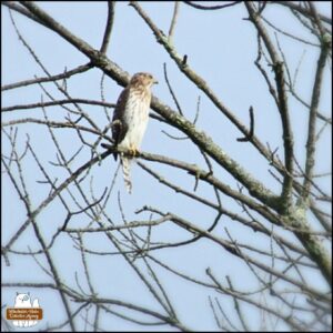 Cooper's Hawk in a tree.