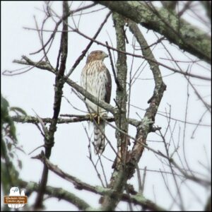 Cooper's Hawk in a tree.