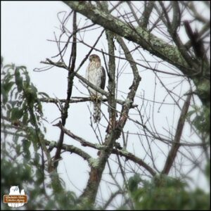 Cooper's Hawk in a tree.