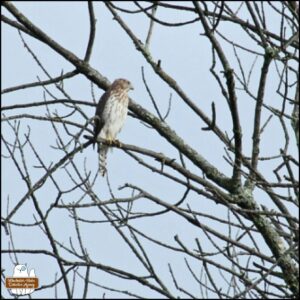 Cooper's Hawk in a tree.