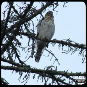 Cooper's Hawk in a tree.