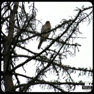 Cooper's Hawk in a tree.