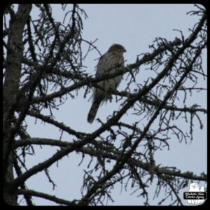 Cooper's Hawk in a tree.
