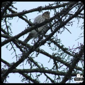 Cooper's Hawk in a tree.
