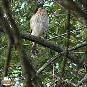 Cooper's Hawk in a tree.