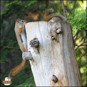 one red squirrel clinging to the side and top edge of the tree stump; the other red squirrel with her entire upper body down the hole at the top of the stump showing only her back end and tail.