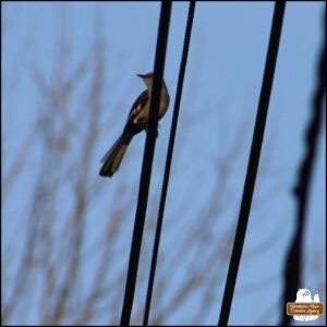 a northern mockingbird on a wire against blue sky