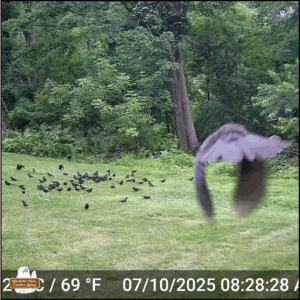 trailcamera photo snapped as grackle flew in front of it on its way to the flock on the ground eating.
