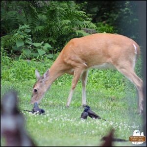 a deer and grackles eating in the grass together