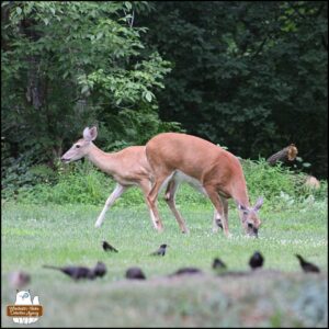 two adult female deer and grackles eating in the grass together
