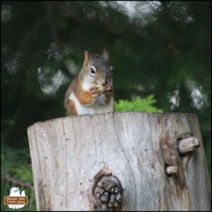 red squirrel holding a peanut and nibbling on it on top of a tall tree stump.