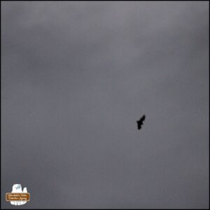 blurry low light before sunrise photo of a bat against a grey sky