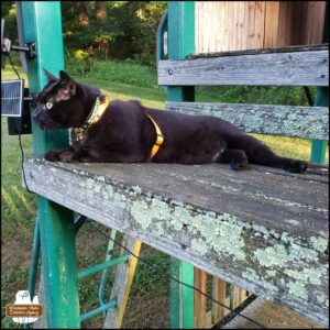 black cat Gus lying on the upper deck of Fort Winchester; his attention keenly focused on something.