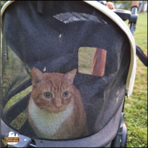 orange and white tabby Oliver sitting up and alert in his buggy.