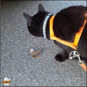 black cat Gus inspecting the dead mouse discovered in the next door neighbor's parking spot.