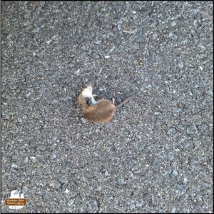 The dead mouse as we discovered it on the pavement of the neighbor's parking spot.