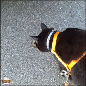 black cat Gus inspecting the dead mouse discovered in the next door neighbor's parking spot.