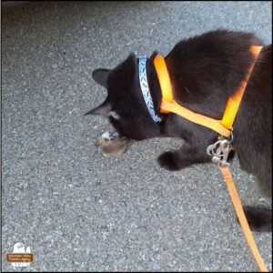 black cat Gus inspecting the dead mouse discovered in the next door neighbor's parking spot.