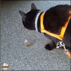 black cat Gus inspecting the dead mouse (pixelated) discovered in the next door neighbor's parking spot.