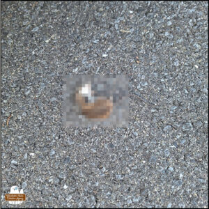 The dead mouse (pixelated) as we discovered it on the pavement of the neighbor's parking spot.