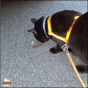 black cat Gus inspecting the dead mouse (pixelated) discovered in the next door neighbor's parking spot.